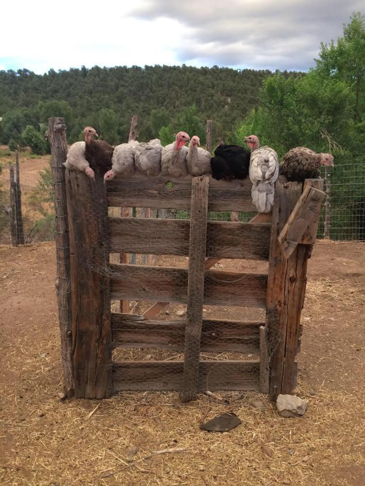 Taos Goji Farm & Eco-Lodge Retreat Arroyo Seco Εξωτερικό φωτογραφία